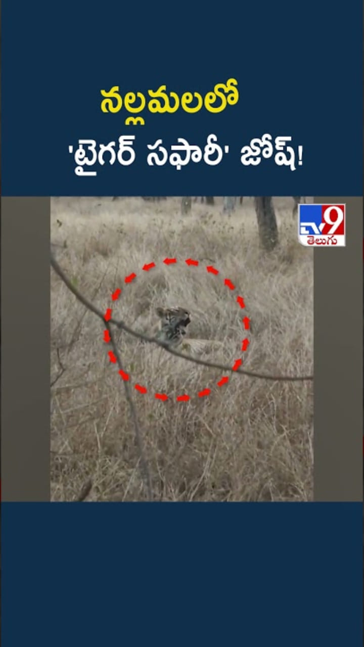 Tiger Safari: నల్లమల టైగర్ సఫారీలో అరుదైన దృశ్యం..