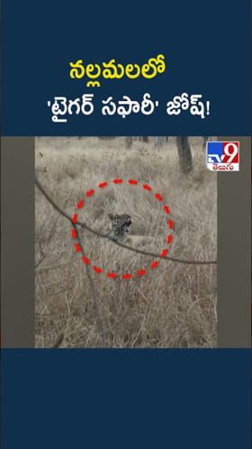 Tiger Safari: నల్లమల టైగర్ సఫారీలో అరుదైన దృశ్యం..