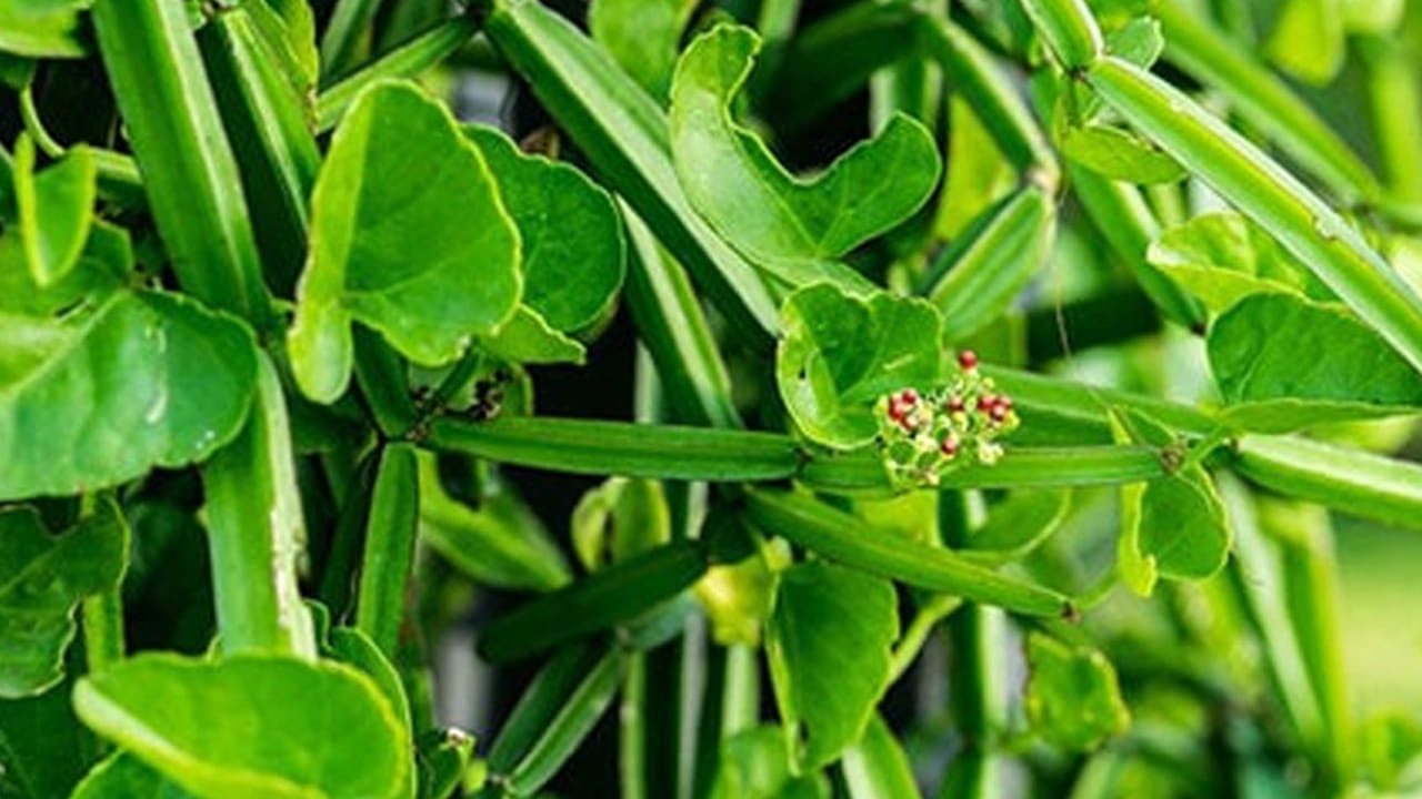 ఆధునిక జీవనశైలిలో చిన్న వయసులోనే కీళ్ల నొప్పులు, ఎముకల బలహీనత వంటి సమస్యలు సర్వసాధారణం అయ్యాయి. అయితే, మన పెరట్లో లేదా పల్లెటూరి పొలాల గట్లపై కనిపించే 'నల్లేరు' ఈ సమస్యలన్నింటికీ దివ్యౌషధంగా పనిచేస్తుందని ఆయుర్వేద నిపుణులు చెబుతున్నారు. నల్లేరుకు 'అస్థిసంహారక' అనే పేరు ఉంది. ఎముకలు విరిగినప్పుడు ఆ కణజాలం త్వరగా పునరుత్పత్తి చెందడానికి ఇది దోహదపడుతుంది. ఇందులోని కాల్షియం, కార్బోనేట్ మూలకాలు ఎముకలను వజ్రం వలె దృఢంగా మారుస్తాయి. అందుకే పూర్వకాలంలో పెద్దలు ఎముకల బలం కోసం నల్లేరు పచ్చడిని ఆహారంలో భాగంగా తీసుకునేవారు.