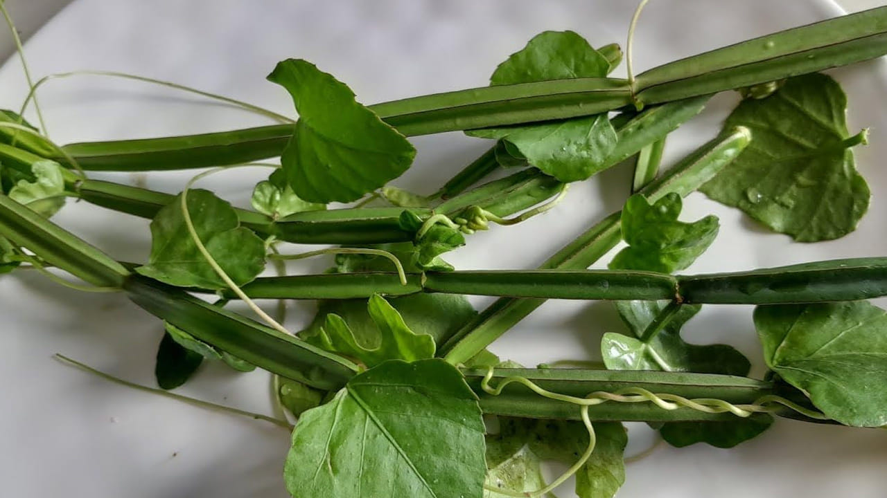 ఆడవారిలో వచ్చే రుతుక్రమ సమస్యలు మరియు మెనోపాజ్ సమయంలో కలిగే అసౌకర్యాలను తగ్గించడంలో ఇది కీలక పాత్ర పోషిస్తుంది. నల్లేరు కాడలతో పచ్చడి లేదా కూరలు చేసుకుని తినడం వల్ల శరీరానికి అమితమైన బలం లభిస్తుంది. ఖరీదైన మందుల కన్నా ప్రకృతిలో దొరికే ఇలాంటి మూలికలను సరైన పద్ధతిలో వాడటం వల్ల దీర్ఘకాలిక ఆరోగ్య ప్రయోజనాలు పొందవచ్చు. నల్లేరును మీ డైట్‌లో చేర్చుకుని ఎముకల ఆరోగ్యాన్ని కాపాడుకోండి.