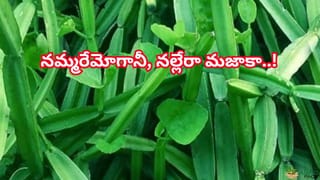 Mosquito Coil Danger: మీ ఇంట్లో కూడా దోమల అగరబత్తీలు వాడుతున్నారా?.. ఆ కెమికెల్ పీలిస్తే ఏం జరుగుతుందో తెలుసా?
