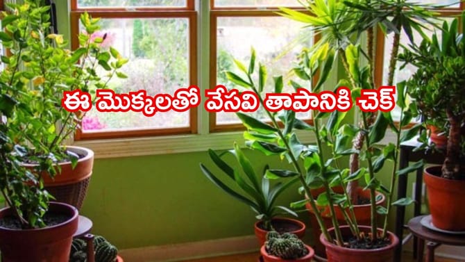 ఏసీ అవసరం లేదు! ఈ 5 మొక్కలతో మీ ఇల్లు సహజంగా చల్లబడుతుంది..