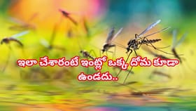 కర్పూరంతో ఇలా చేశారంటే దోమలు పరార్..రాత్రంతా హాయిగా నిద్రపోవచ్చు!