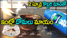 2 స్పూన్ల కొబ్బరి నూనెతో ఇంట్లో దోమలకు చెక్..