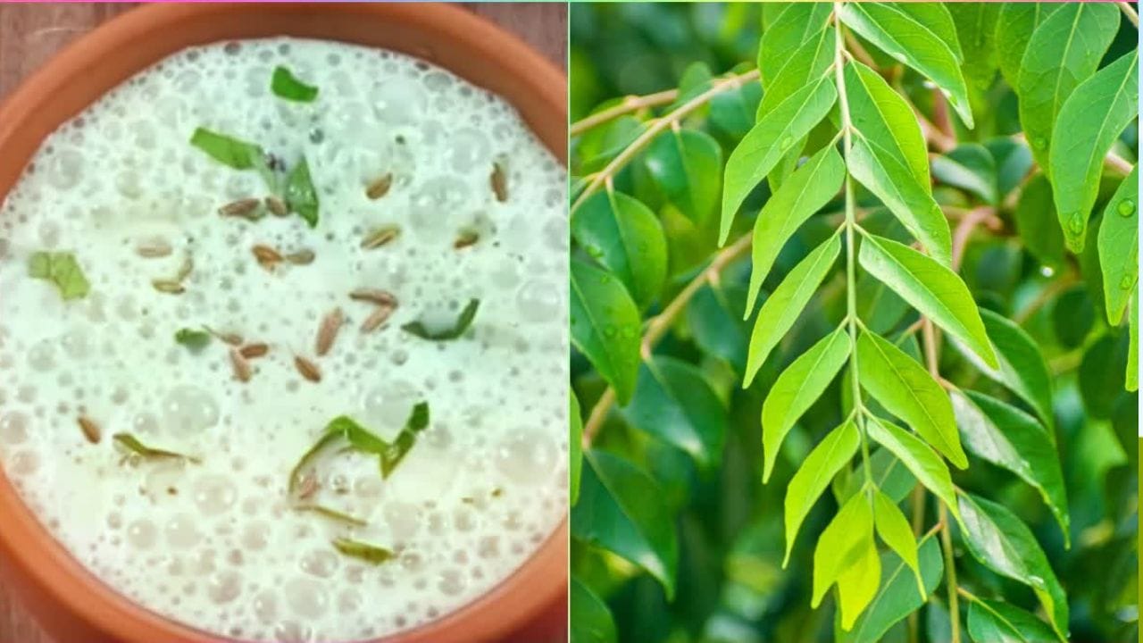 కానీ మన ఇంట్లో దొరికే మజ్జిగలో కొన్ని ఆకులను కలిపి తాడం వల్ల ఈ సమస్యను తగ్గించుకోవచ్చని నిపుణులు చెబుతున్నారు. అవును యూరిక్ యాసిడ్ స్థాయిలు ఎక్కువగా ఉన్నప్పుడు, పెరుగు తినడం కంటే మజ్జిగ తాగడం చాలా మంచిదని నిపుణులు చెబుతున్నారు. ఎందుకంటే మజ్జిగ శరీరాన్ని హైడ్రేట్గా ఉంచుతుంది.