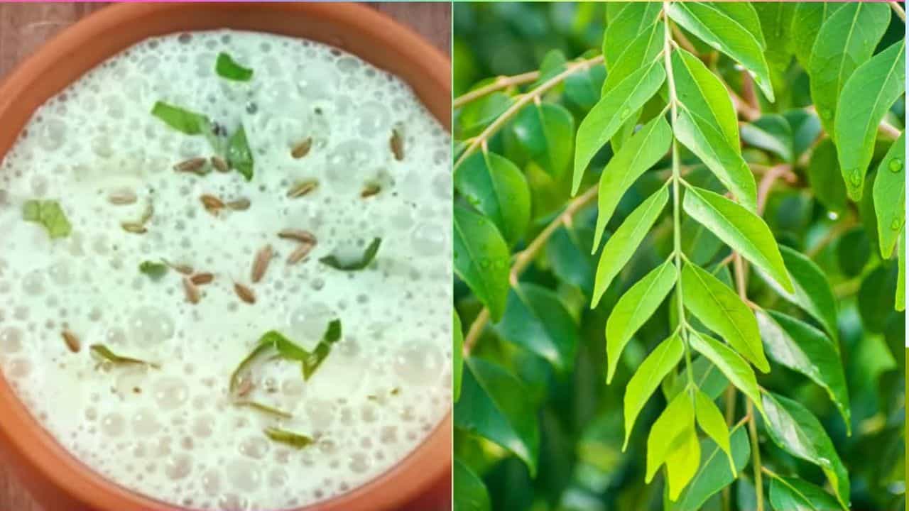 కానీ మన ఇంట్లో దొరికే మజ్జిగలో కొన్ని ఆకులను కలిపి తాడం వల్ల ఈ సమస్యను తగ్గించుకోవచ్చని నిపుణులు చెబుతున్నారు. అవును యూరిక్ యాసిడ్ స్థాయిలు ఎక్కువగా ఉన్నప్పుడు, పెరుగు తినడం కంటే మజ్జిగ తాగడం చాలా మంచిదని నిపుణులు చెబుతున్నారు. ఎందుకంటే మజ్జిగ శరీరాన్ని హైడ్రేట్గా ఉంచుతుంది.
