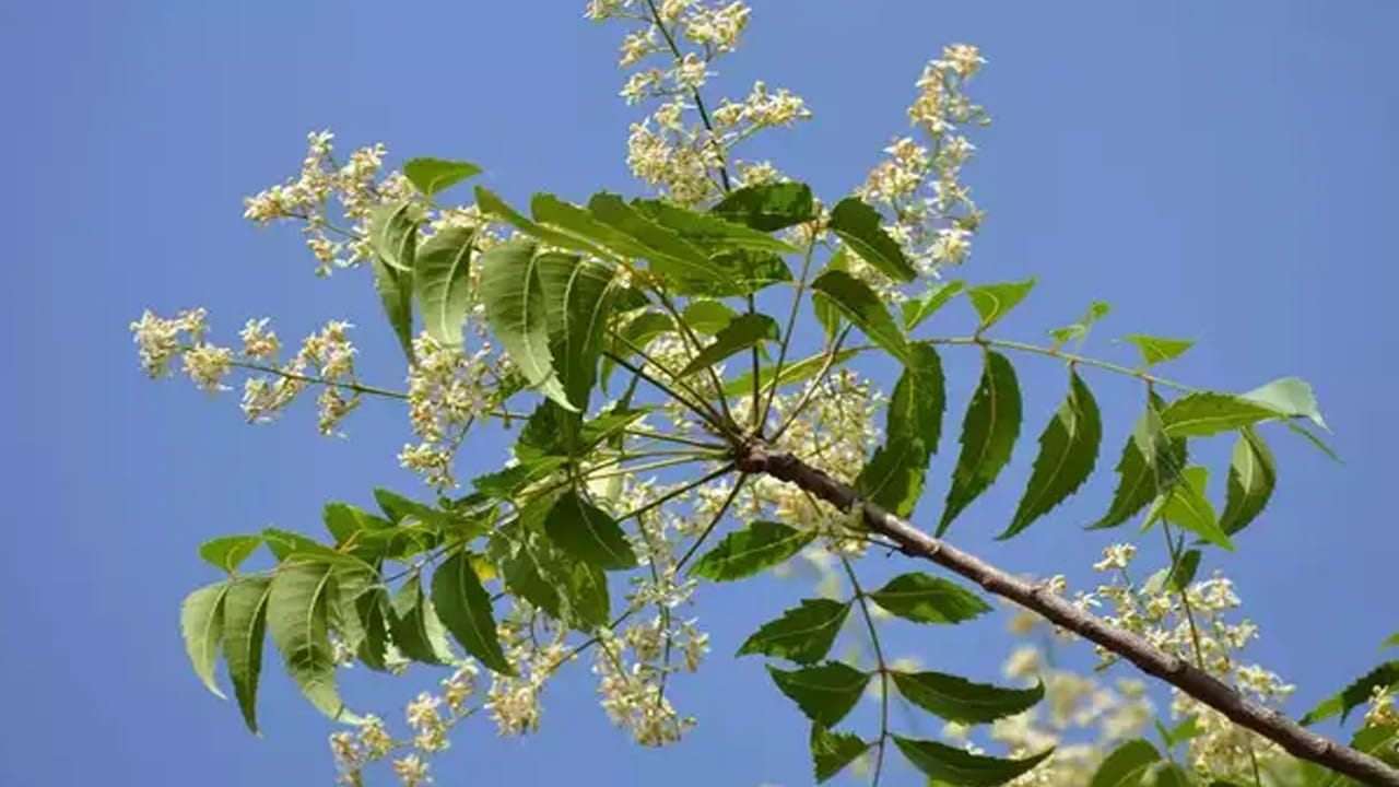 వేప పువ్వులో ఔషధ గుణాలు పుష్కలంగా ఉన్నాయి. వేప పువ్వు వలన రక్తశుద్ది అవుతుంది. ఔషధ ప్రయోజనాలు కూడా ఉన్నాయి. వేప పువ్వులను తీసుకోవడం వలన ఒత్తిడి, ఆందోళన తగ్గుతుంది, మానసికంగా ప్రశాంతంగా ఉంటారు.