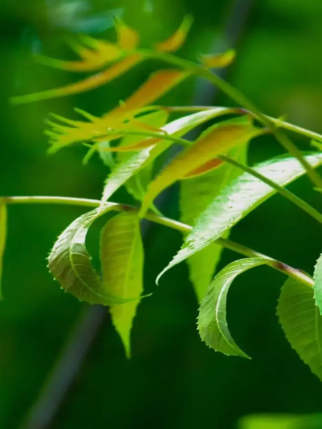 ఈ ఆకులు రోజూ 2  నమలితే.. సర్వరోగాల పాపం పండినట్లే