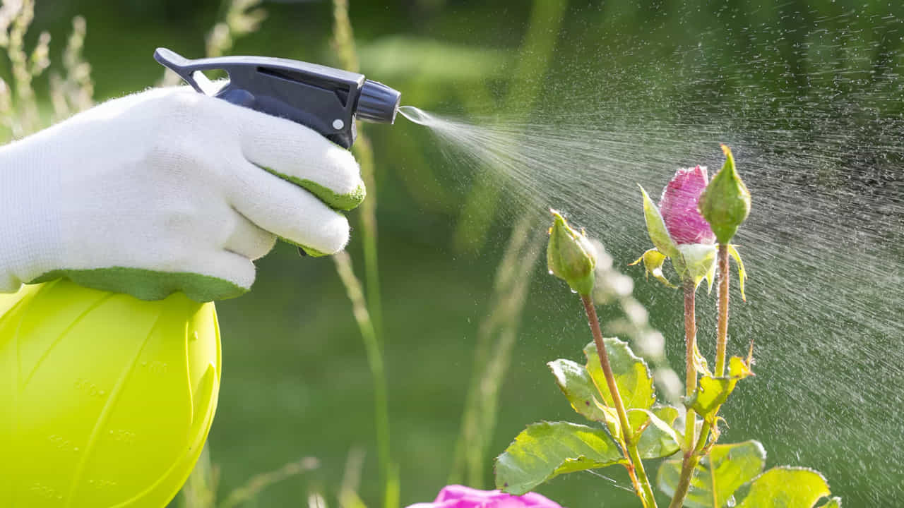 వేప నూనె లేదా వేప కషాయం (Neem Spray): వేసవిలో మొక్కలకు పురుగులు పట్టే అవకాశం ఎక్కువ. వేప నూనెను నీటిలో కలిపి ఆకులపై చల్లడం వల్ల తెగుళ్లు నివారించబడతాయి. ఇది కీటకాలను పారద్రోలడమే కాకుండా మొక్కల రోగనిరోధక శక్తిని పెంచుతుంది.
