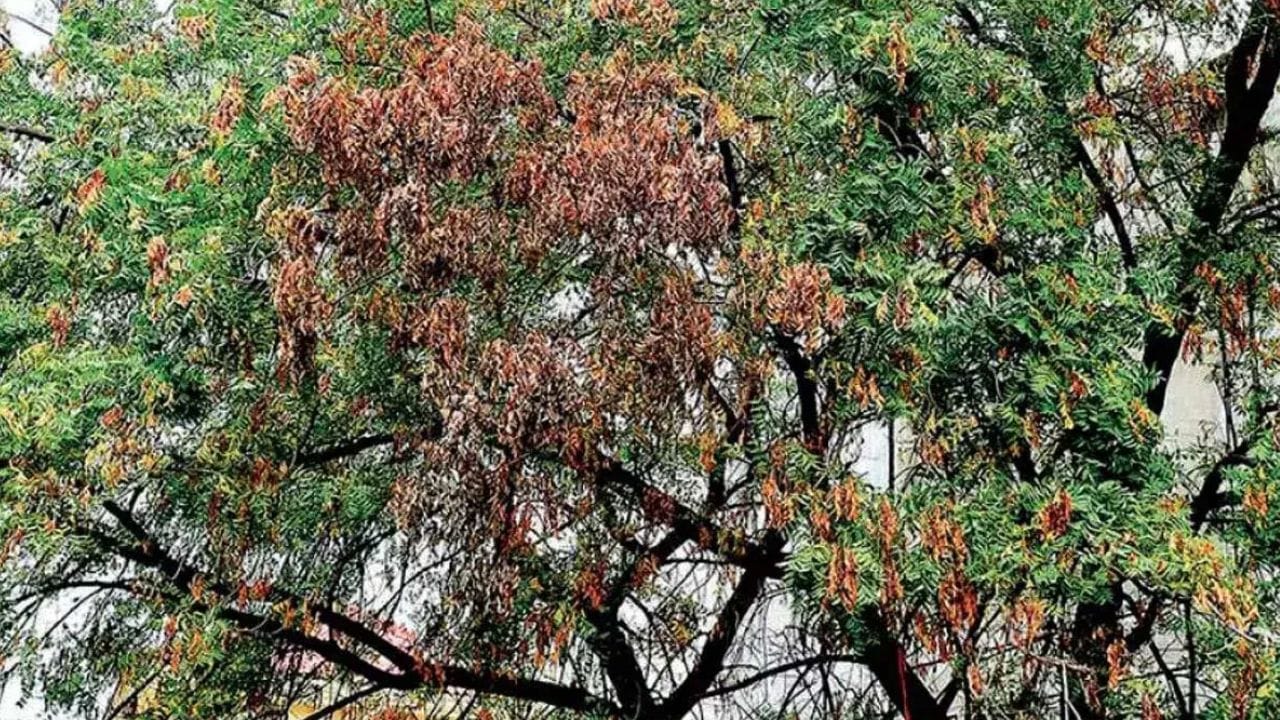 వేపచెట్లకు ఏమైంది.. నిలువెల్లా మాడిపోతున్న చెట్లు.. పరిష్కారం ఉందంటున్న శాస్త్రవేత్తలు