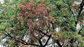 వేపచెట్లకు ఏమైంది.. నిలువెల్లా మాడిపోతున్న చెట్లు..