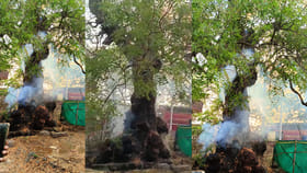 పచ్చని వేపచెట్టుకు మంటలు... పోయేకాలం దాపురించిందా ఏంది సామి...