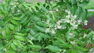 Ugadi 2026: ఈ ఉగాదికి వేప పువ్వు కరువు.. కీడు సంకేతమేనా? మరి, వేపకు బదులుగా ఏది వాడాలి