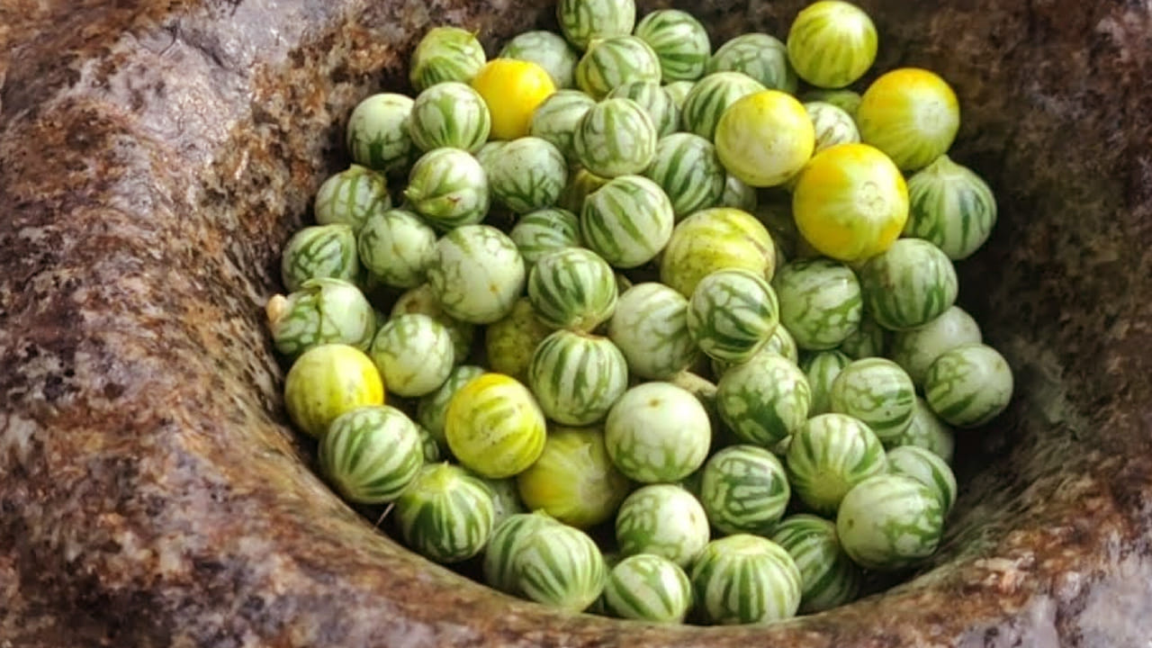 ముందుగా పది ఇవి నేల మీద పండుతాయి కాబట్టి, నేల ములక్కాయలు అని పిలుస్తారు. వీటితో కూర చేసి తింటే రుచి అదిరిపోతోంది. ధనియాల పొడి, వెల్లుల్లి పేస్ట్ వేసి తింటే ఇంకా రుచిగా ఉంటుంది.