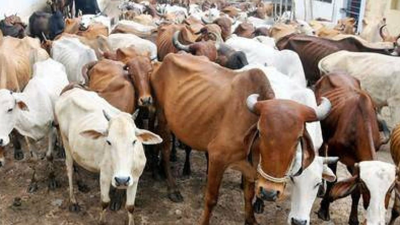 పేరుకు జాతీయ ప్రాజెక్.. కష్టాల్లో కామధేను.. నోరులేని మూగ జీవుల గోస తీర్చేదేవరు..?