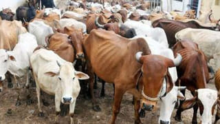 తగ్గేదేలే.. కప్ప పామును వేటాడితే ఎట్టా ఉంటదో తెలుసా..?