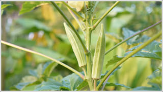 భారత బుల్లెట్‌ రైలుకు ఎదురుదెబ్బ..! భారీగా పెరిగిన ఖర్చు.. ఇంకా ఎంత కావాలంటే?