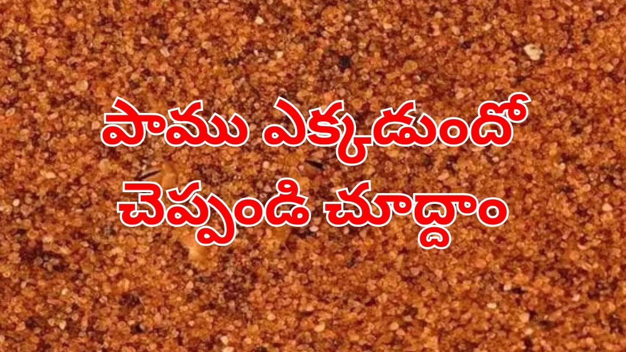 Optical illusion: మీ కళ్లకు సూపర్ టెస్ట్.. ఈ చిత్రంలో దాగిఉన్న పామును 5 సెకన్లలో కనిపెట్టండి చూద్దాం