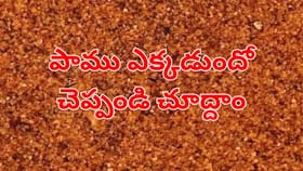 ఈ చిత్రంలో దాగిఉన్న పామును 5 సెకన్లలో కనిపెడితే మరే తోపు