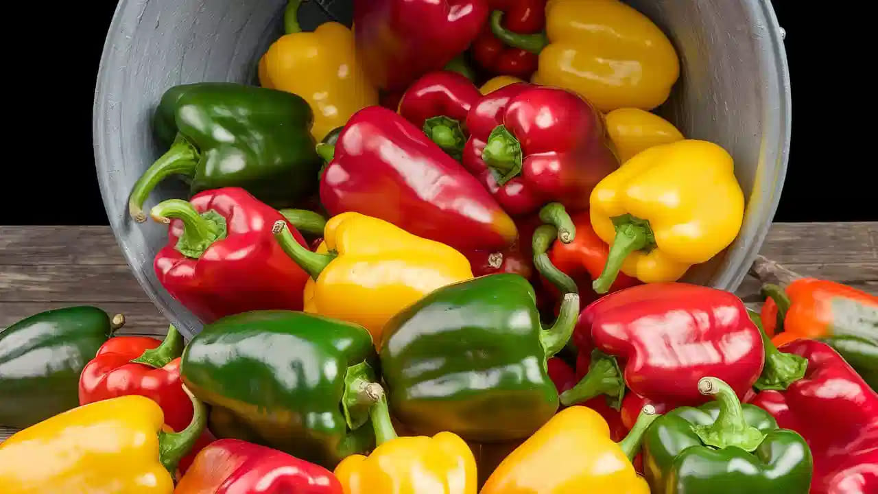 క్యాప్సికమ్: దీని మూలాలు కూడా మెక్సికో, ఉత్తర అమెరికాలోనే ఉన్నాయి. దీనిని పోర్చుగీసు వారు భారత్‌కు తీసుకువచ్చినప్పుడు తొలుత సిమ్లా, డార్జిలింగ్, నీలగిరి వంటి చల్లని ప్రదేశాల్లో పండించారు. అందుకే దీనిని ఇప్పటికీ మనం సిమ్లా మిర్చి అని పిలుచుకుంటాం.
