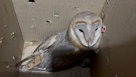 అరుదైన జాతి గుడ్లగూబ ప్రత్యక్షం.. ఇదిగో వీడియో