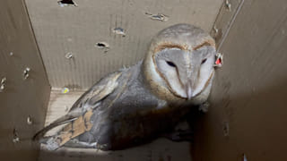 ఏంట్రా ఇలా ఉన్నారు.. బతికుండగానే 39 మందిని చంపేశారు.. భార్యభర్తలు ఇద్దరూ కలిసి గుట్టుగా..