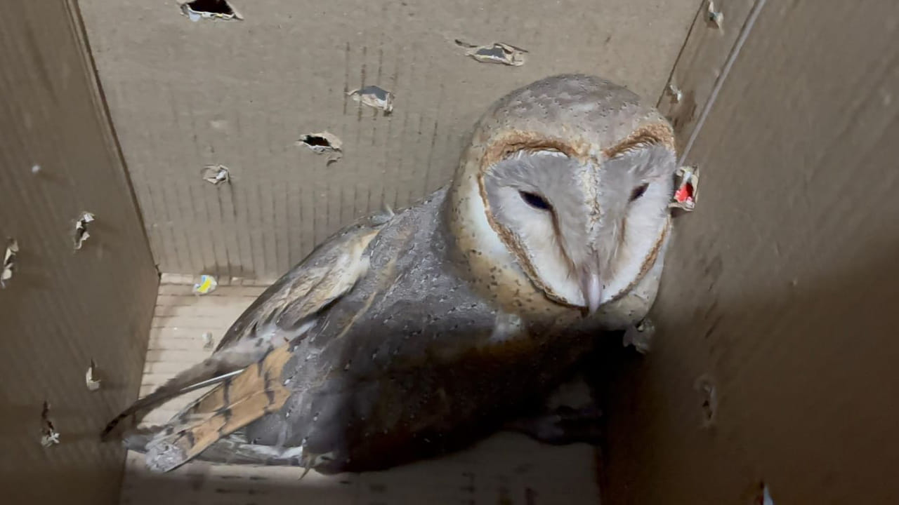 హైదరాబాద్-వరంగల్ రోడ్డుపై కనిపించిన అదో మాదిరి ఆకారం.. ఏంటా అని దగ్గరికెళ్లగా..