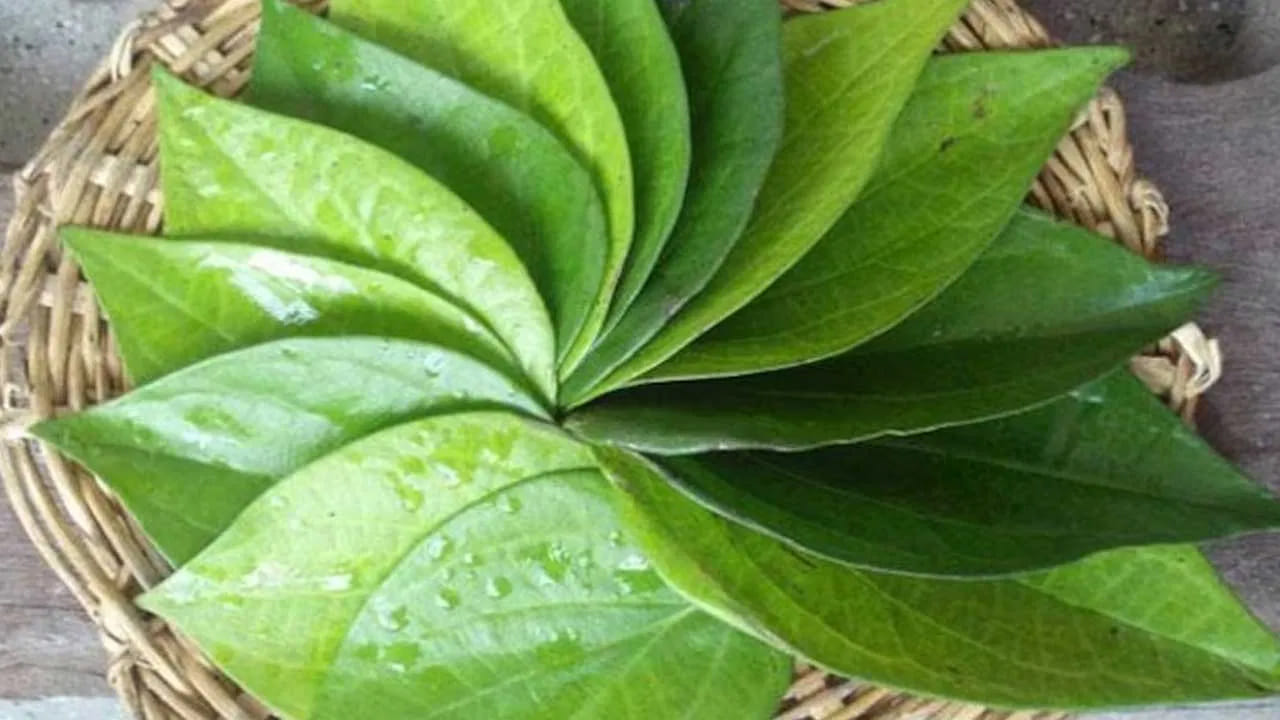 జలుబు - దగ్గు నుండి ఉపశమనం: వాతావరణ మార్పుల సమయంలో తమలపాకును తినడం ప్రయోజనకరంగా ఉంటుంది. నిజానికి, వాతావరణం మారినప్పుడు జలుబు, శ్వాస తీసుకోవడంలో ఇబ్బంది సర్వసాధారణం. ఉపశమనం పొందడానికి, ఒక తమలపాకుకు గోరువెచ్చని ఆవాల నూనె లేదా నువ్వుల నూనెను పూసి, దానిని మీ ఛాతీపై ఉంచుకోవచ్చు. ఇది కఫాన్ని సడలించి, శ్వాస తీసుకోవడంలో ఇబ్బందిని తగ్గించి, శ్వాసను సులభతరం చేస్తుంది.