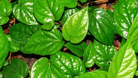 అది ఇది వద్దు.. ఈ ఒక్క ఆకుతో వందల లాభాలు..