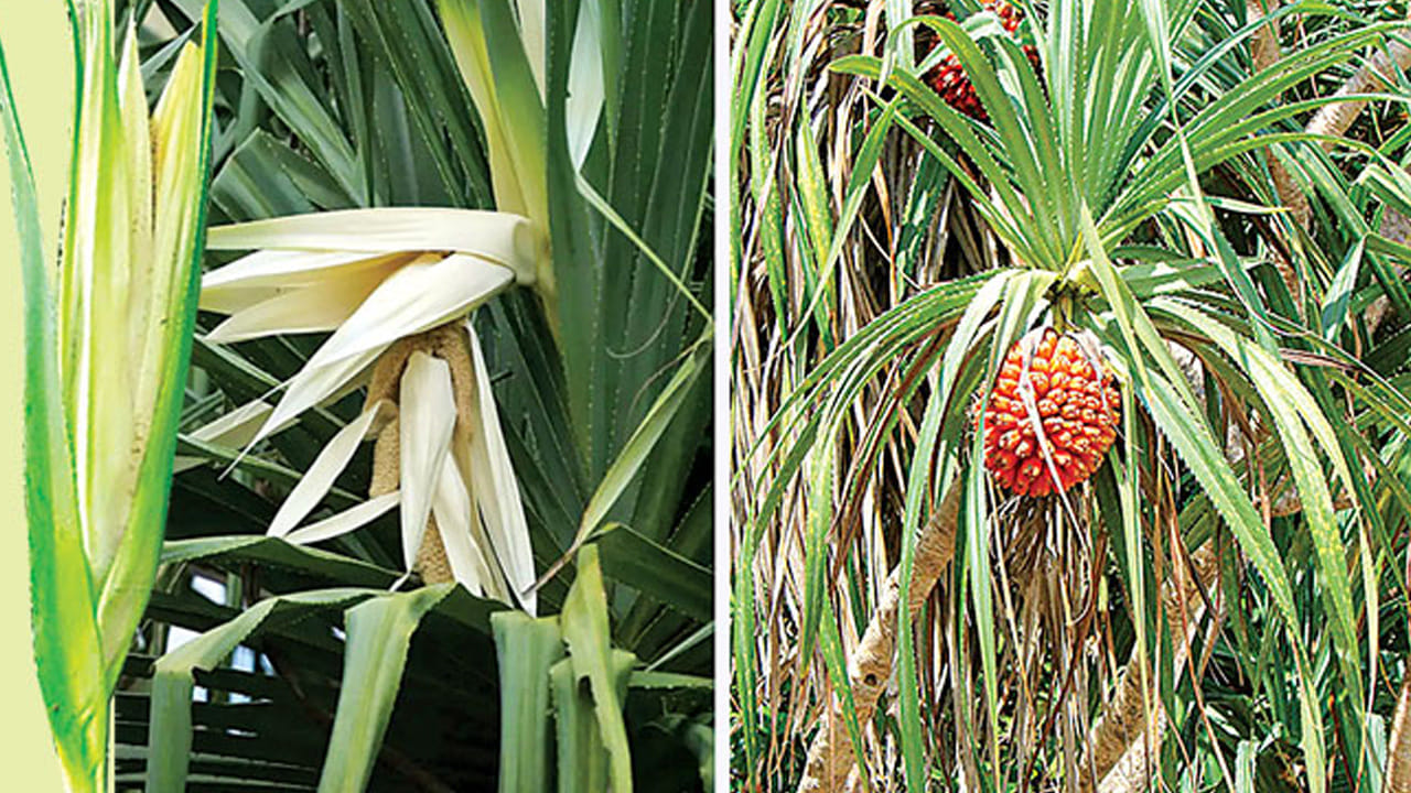 మీకు మొగలి అంటే ఇష్టమై పెంచాలనుకుంటే, ఈ జాగ్రత్తలు తీసుకోండి:  ఇంటికి కనీసం 20-30 అడుగుల దూరంలో, పొలం గట్ల మీద లేదా తోటలో ఒక మూలకు నాటడం మంచిది.  పొదలు మరీ దట్టంగా కాకుండా ఎప్పటికప్పుడు కొమ్మలను కత్తిరిస్తూ ఉండాలి. దీనివల్ల పాములు చేరే అవకాశం తగ్గుతుంది. పూర్వం వాసన రాకుండా ఉండటానికి వీటిని ఊరి చివర లేదా దూరంగా నాటేవారు.