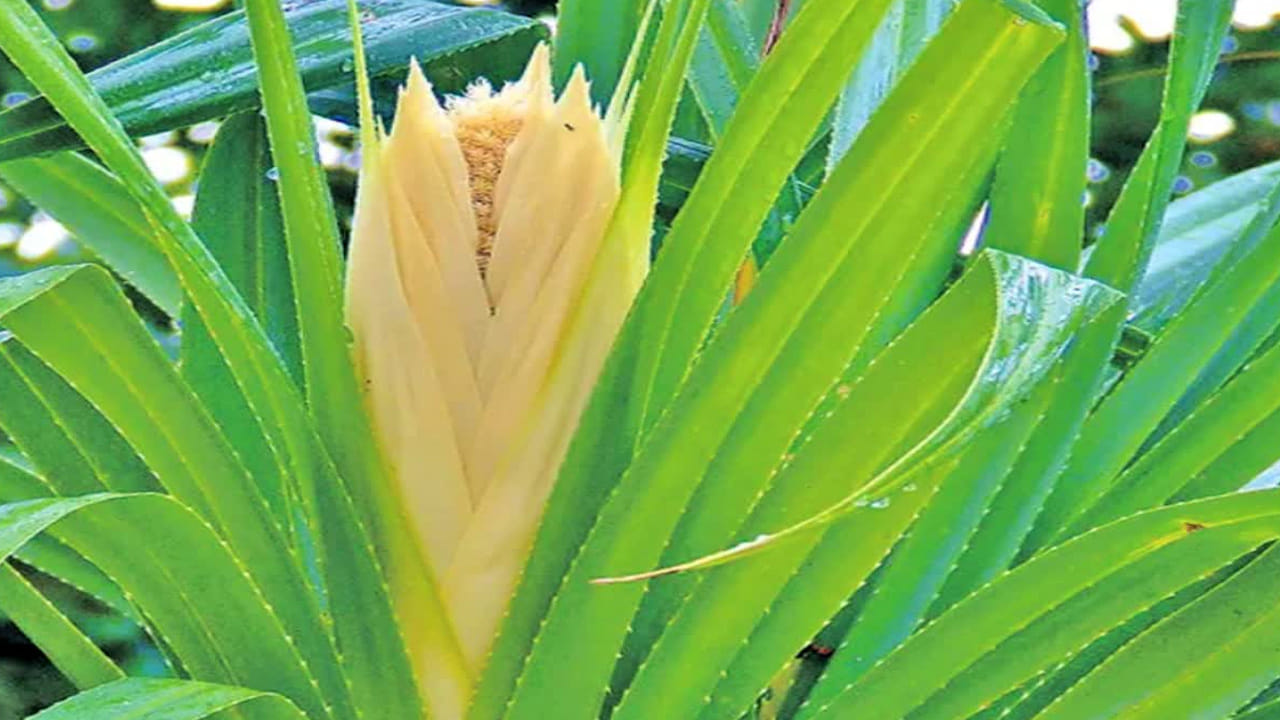 ఆరోగ్య ప్రయోజనాలు: మొగలి పువ్వుల నుండి తీసిన నూనెను వాడటం వల్ల నరాల బలహీనత తగ్గుతుంది. ఇది మానసిక ఒత్తిడిని, ఆందోళనను తగ్గించడంలో సహాయపడుతుంది. మొగలి నూనెను నుదుటిపై మర్దన చేయడం వల్ల తీవ్రమైన తలనొప్పి, మైగ్రేన్ నుండి ఉపశమనం లభిస్తుంది. దీని వేర్ల కషాయాన్ని తాగడం వల్ల జ్వరం తగ్గుతుంది. అలాగే కీళ్ల నొప్పులతో బాధపడేవారికి మొగలి నూనె మర్దన ఎంతో మేలు చేస్తుంది.