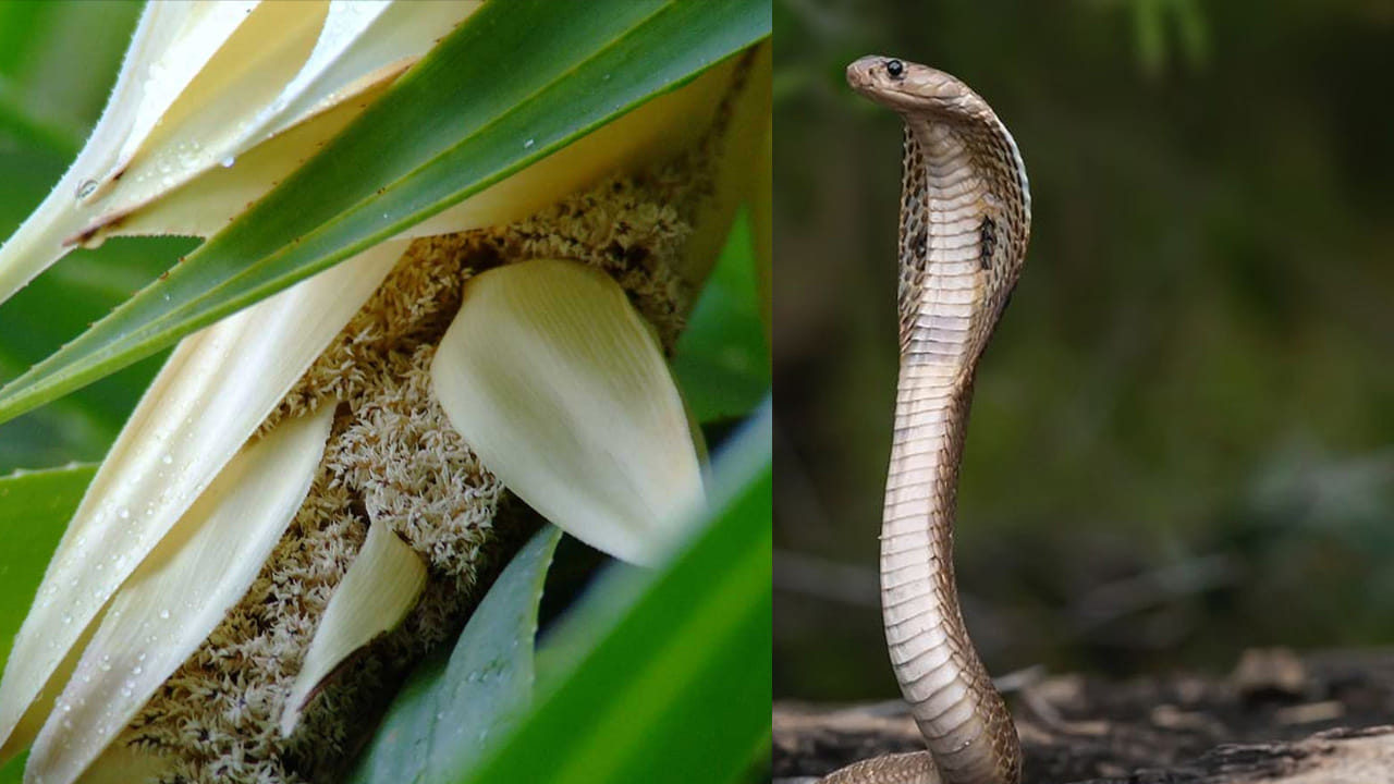 ముఖ్య గమనిక (హెచ్చరిక): మొగలి చెట్లు దట్టంగా పెరగడం వల్ల అక్కడ పాములు ఆశ్రయం పొందే అవకాశం ఎక్కువగా ఉంటుంది. అందుకే ఈ చెట్ల వద్దకు వెళ్లేటప్పుడు చాలా జాగ్రత్తగా ఉండాలి. అలాగే మొగలి ఆకులకు పదునైన ముళ్లు ఉంటాయి, కాబట్టి వాటిని కోసేటప్పుడు జాగ్రత్త అవసరం.