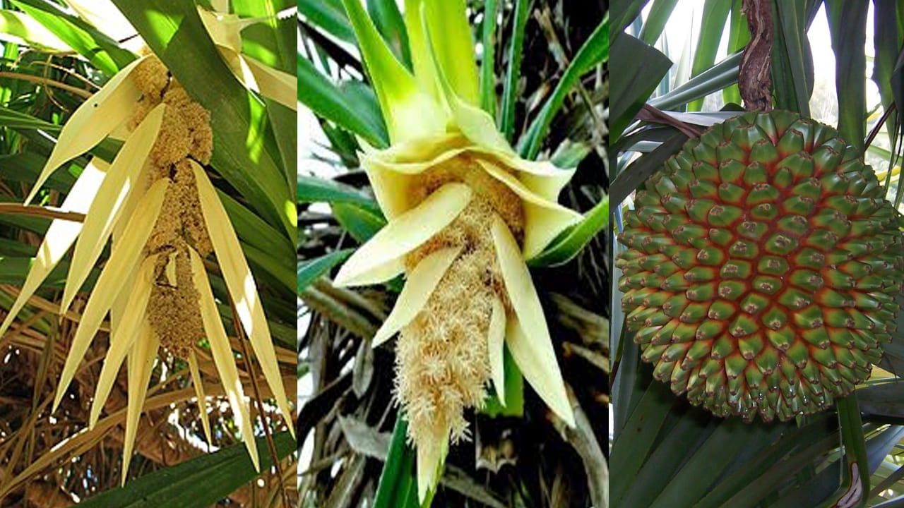 ఆహార రంగంలో వినియోగం: సువాసన కోసం: బిర్యానీ, పులావ్, స్వీట్లలో మంచి సువాసన కోసం కెవ్రా వాటర్‌ను ఉపయోగిస్తారు. ఇది ఆహారానికి ప్రత్యేకమైన రుచిని, ఘుమఘుమలను ఇస్తుంది. థాయిలాండ్, ఇతర ఆసియా దేశాలలో మొగలి ఆకులను (Pandan leaves) వంటల్లో రంగు, సువాసన కోసం ఉపయోగిస్తారు.