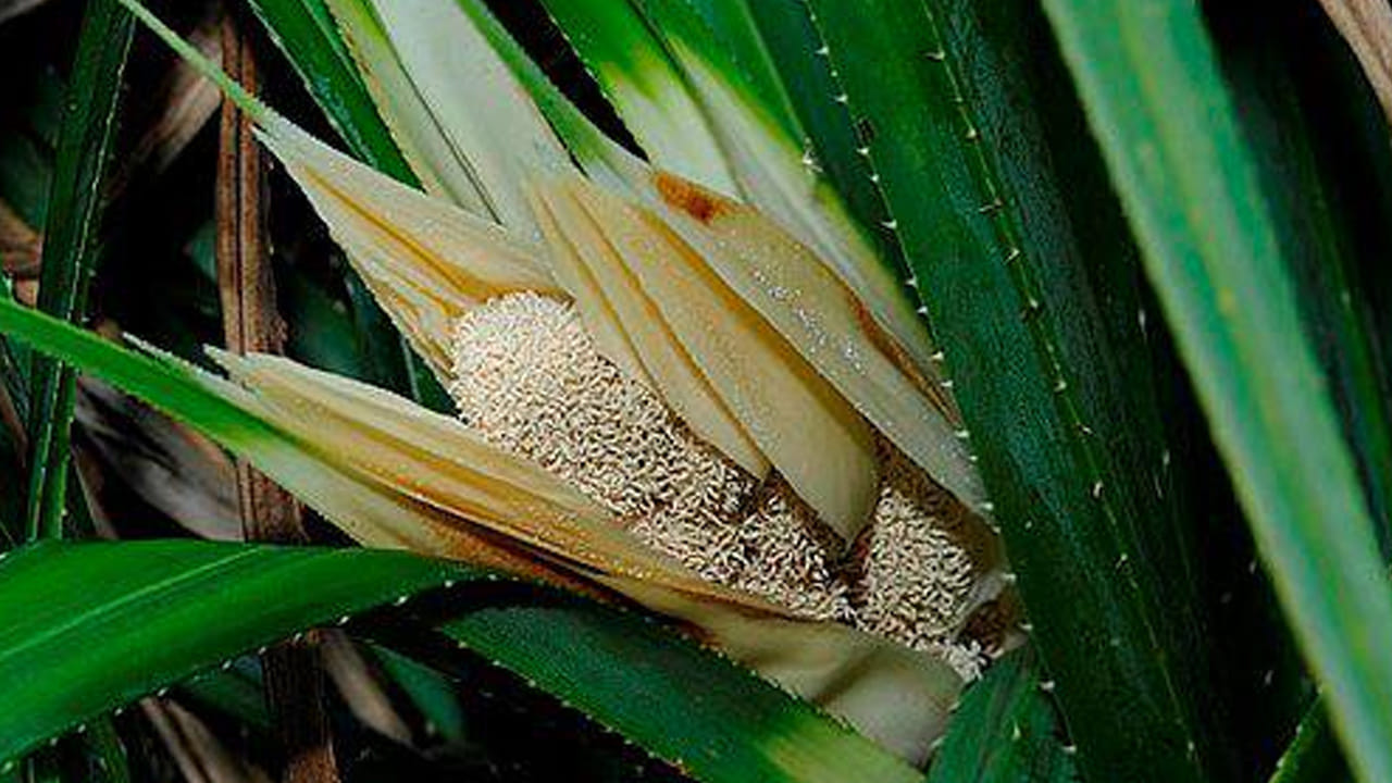 సౌందర్య ప్రయోజనాలు: పూర్వకాలం నుండి మహిళలు మొగలి పువ్వులను తలలో ముడుచుకోవడమే కాకుండా, దీనిని జుట్టు సంరక్షణకు వాడేవారు. ఇది జుట్టుకు మంచి సువాసనను ఇవ్వడమే కాకుండా, జుట్టు రాలడాన్ని తగ్గిస్తుంది. మొగలి ఆకుల రసాన్ని చర్మంపై వచ్చే దురదలు, గజ్జి, ఇతర ఇన్ఫెక్షన్ల నివారణకు ఆయుర్వేదంలో ఉపయోగిస్తారు. మొగలి పువ్వుల నుండి తీసే 'కెవ్రా' (Kewra) సారాన్ని అత్తర్లు, సెంట్లు, సౌందర్య సాధనాల తయారీలో విస్తృతంగా ఉపయోగిస్తారు.