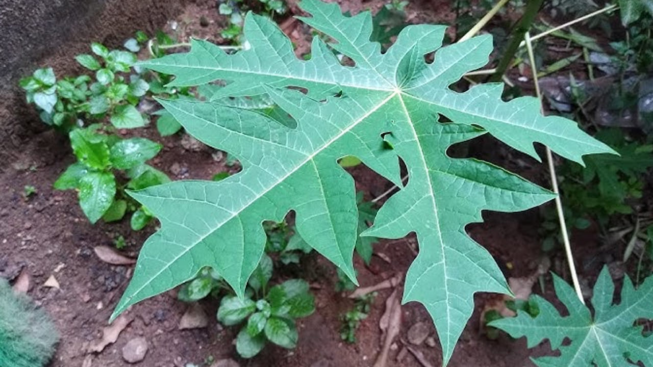 చిన్నచూపు చూడొద్దు.. ఈ సమస్యలకు దివ్యౌషధం.. ఈ ఆకు రసంతో ఇలా చేశారంటే..