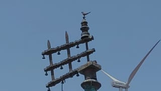 వేపచెట్లకు ఏమైంది.. నిలువెల్లా మాడిపోతున్న చెట్లు.. పరిష్కారం ఉందంటున్న శాస్త్రవేత్తలు