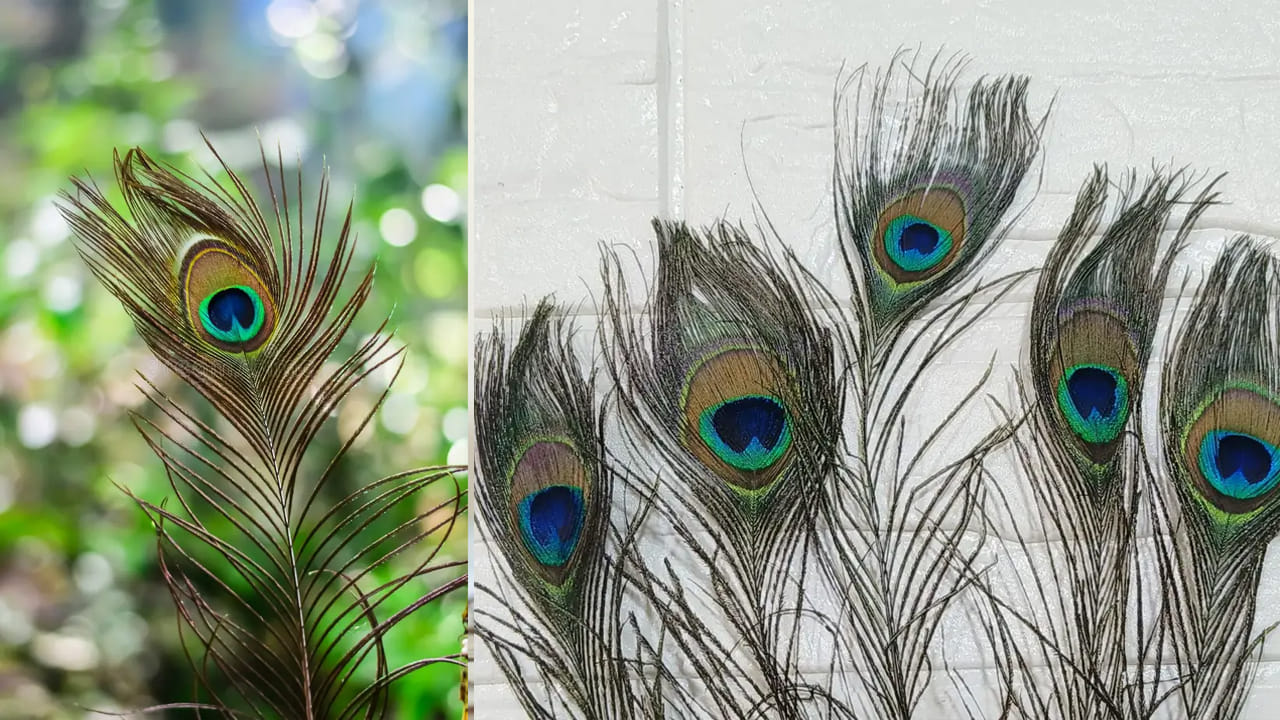Peacock Feathers: ఇంట్లో నెమలి ఈకలు ఉన్నాయా? ఈ దిశలో పెడితేనే అదృష్టం.. లేదంటే కష్టాలు తప్పవు!