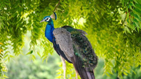 ఇంట్లో నెమలి ఫొటో పెట్టుకోవడం శుభమా? అశుభమా?