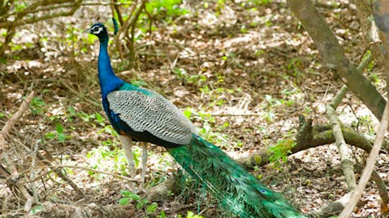 వాస్తు శాస్త్రం ప్రకారం ఇంటి నెమటి చిత్ర పటం ఉండటం చాలా మంచిదంట. ఇది ఆనందం, శ్రేయస్సు, సంపదను పెంచడమే కాకుండా, ఇంటిలో శాంతిని నెలకొల్పుతుంది. అదే విధంగా వైవాహిక బంధం బాగుండేలా చేస్తుంది. భర్త విజయానికి, పురోగతికి దోహదపడుతుంది.