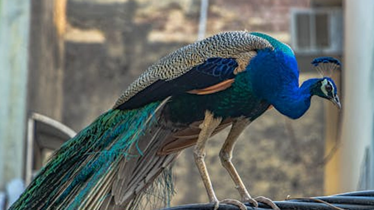 ఇంటిలో నెమలి ఫొటో ఉండటం వలన ఇది ఆర్థిక శ్రేయస్సును ప్రోత్సహిస్తుంది. అయితే దీనిని సరైన దిశలో పెట్టడం వల్లనే  ఆర్థికంగా కలిసి వస్తుందంట. ఎవరు అయితే నెమలి చిత్రపటాన్ని ఇంటిలోపల ఆగ్నేయ దిశలో పెడుతారో, వారికి ఇంటిలో సంపద వృద్ధి చెందడమే కాకుండా, అన్ని విధాల కలిసి వస్తుందంట.