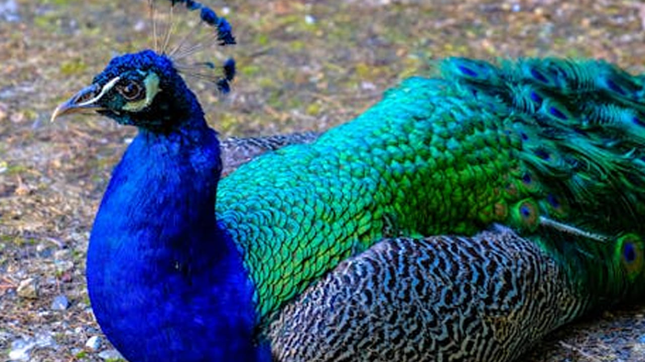 అలాగే కెరీర్ పరంగా కూడా కలిసి వస్తుంది. ఉద్యోగం, వ్యాపారం, కెరీర్ పరంగా  అద్భుతమైన ప్రయోజనాలు చేకూరుతాయంట. ఇంటిలో నెమటి ఫొటో పెట్టుకోవడం వలన ఇది పురోగతిని పెంచుతుందని చెబుతున్నారు వాస్తు శాస్త్ర నిపుణులు