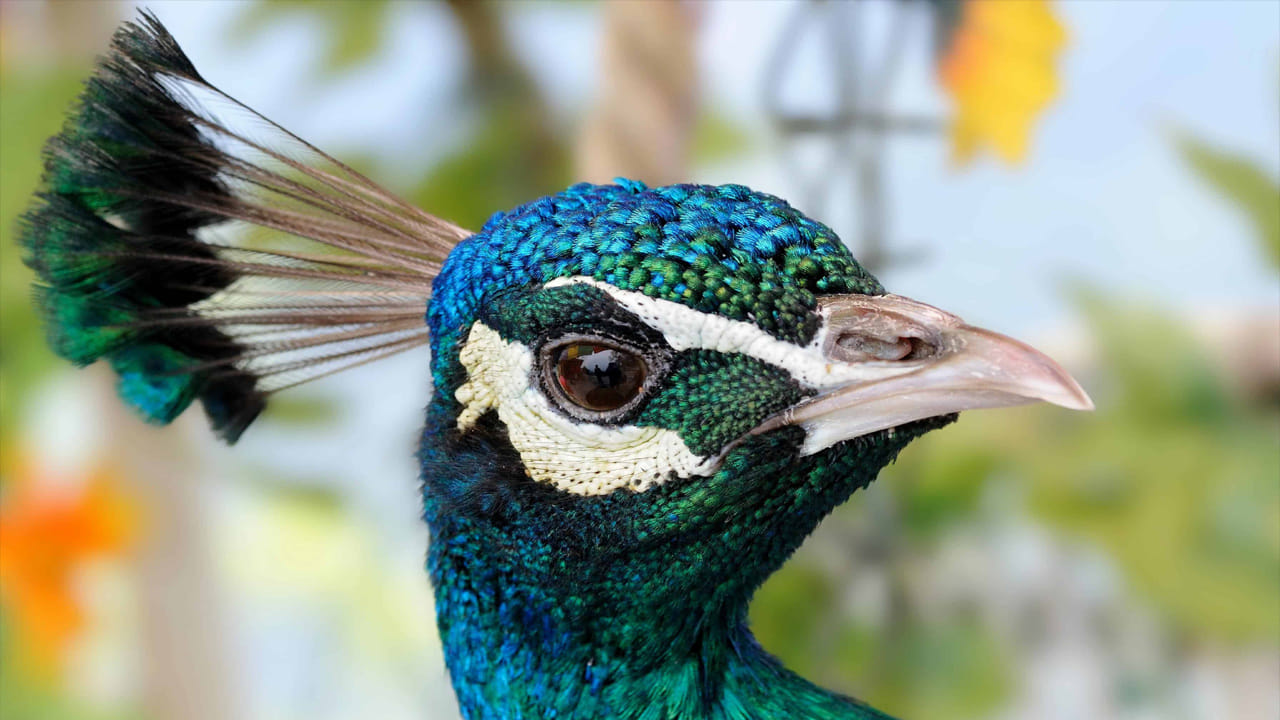 మనుషుల్లో నోటి పూతలు సర్వసాధారణం. అయితే నెమళ్ల వంటి పక్షులలో ఇవి చాలా అరుదుగా వస్తాయి. విషం వాటి రక్తంలోకి ప్రవేశించదు. కాబట్టి అది కడుపులో జీర్ణమైపోతుంది. విషపూరితమైన ఆహారాన్ని తిన్న తర్వాత కూడా నెమళ్లు అంత శక్తివంతంగా ఆరోగ్యంగా ఉండటానికి అసలు రహస్యం ఇదేనని  వన్యప్రాణి నిపుణుడు అభిషేక్ తెలిపాడు.