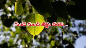 జీర్ణ సమస్యలకు రామబాణం రావి ఆకులు – ఆరోగ్య ప్రయోజనాలు తెలుసా?
