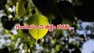 మదీనా నల్ల నిధి! కిలో వెయ్యిపైనే.. ఉపవాసంలో ఉన్నవారికి ఈ పండు అమృతం కంటే ఎక్కువ..