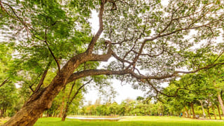 Anand Mahindra: గుంటూరు మిరప తోటలను షేర్‌ చేస్తూ కీలక ట్వీట్‌ చేసిన ఆనంద్ మహీంద్రా