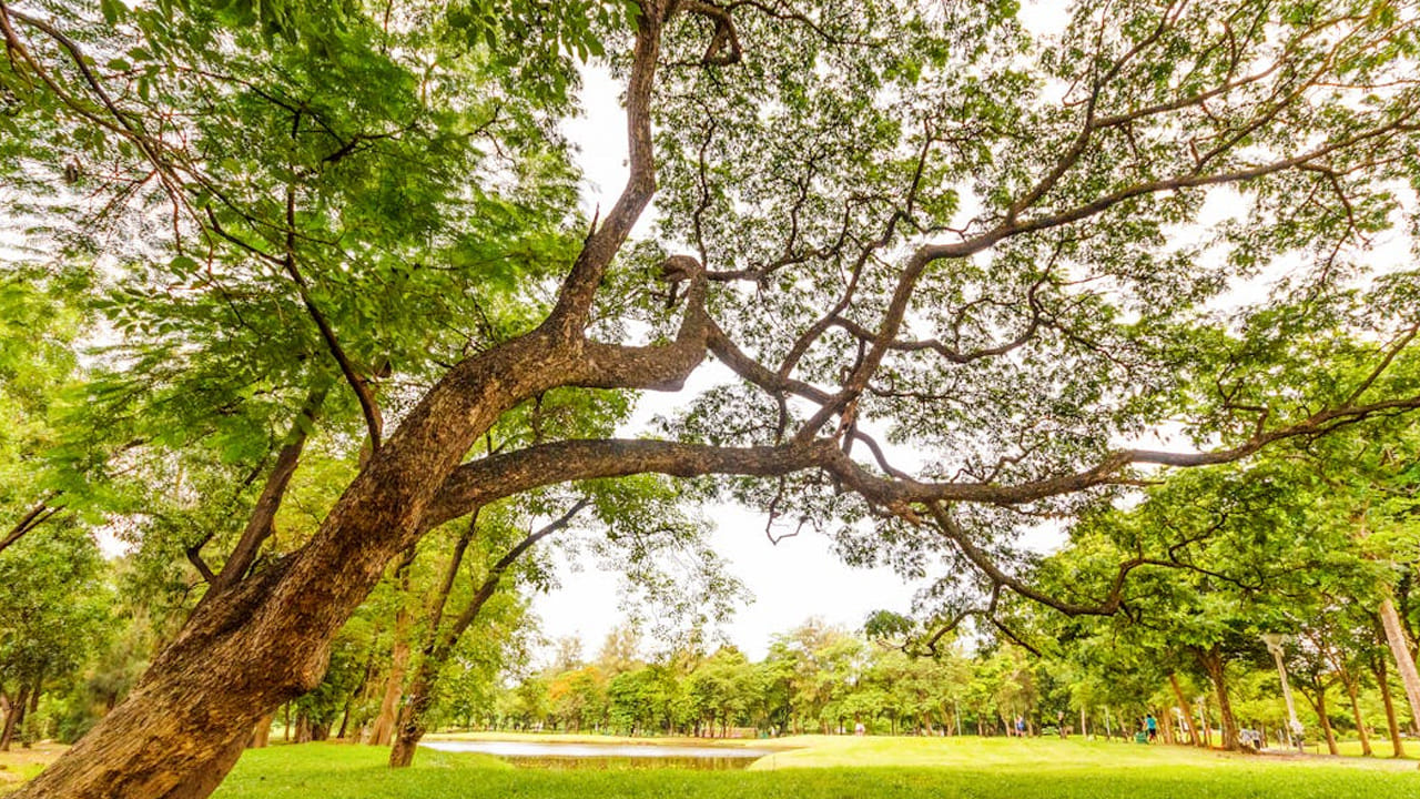 మీ ఇంటి గోడలు, పైకప్పు పై చెట్లు వస్తున్నాయా.. ఇది మంచిదేనా లేక చెడుకి సంకేతమా?