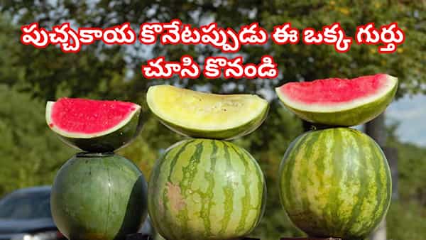 పుచ్చకాయ కొనేటప్పుడు ఈ ఒక్క గుర్తు చూసి కొనండి.. లేదంటే మీ ఆరోగ్యం హరి గోవిందా..!