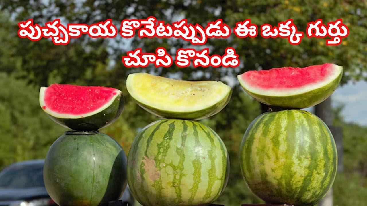 పుచ్చకాయ కొనేటప్పుడు ఈ ఒక్క గుర్తు చూసి కొనండి.. లేదంటే మీ ఆరోగ్యం హరి గోవిందా..!