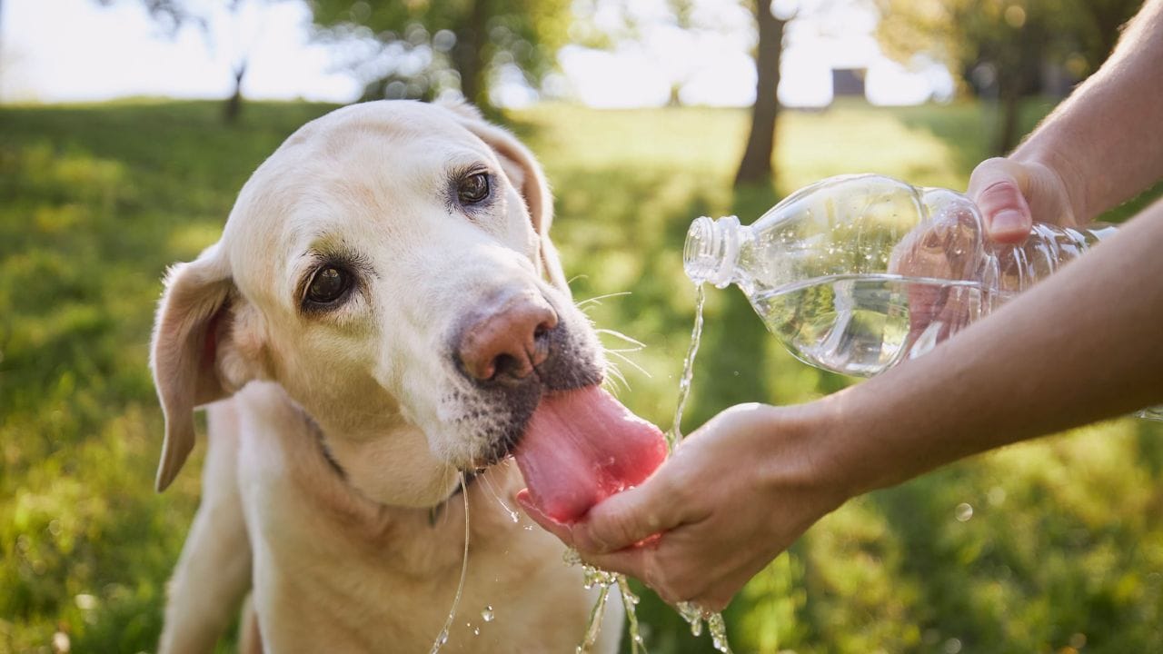 Pet care in summer: ఎండలు మండుతున్నాయ్.. ఈ టిప్స్‌తో మీ పెంపుడు జంతువులను కాపాడుకోండి