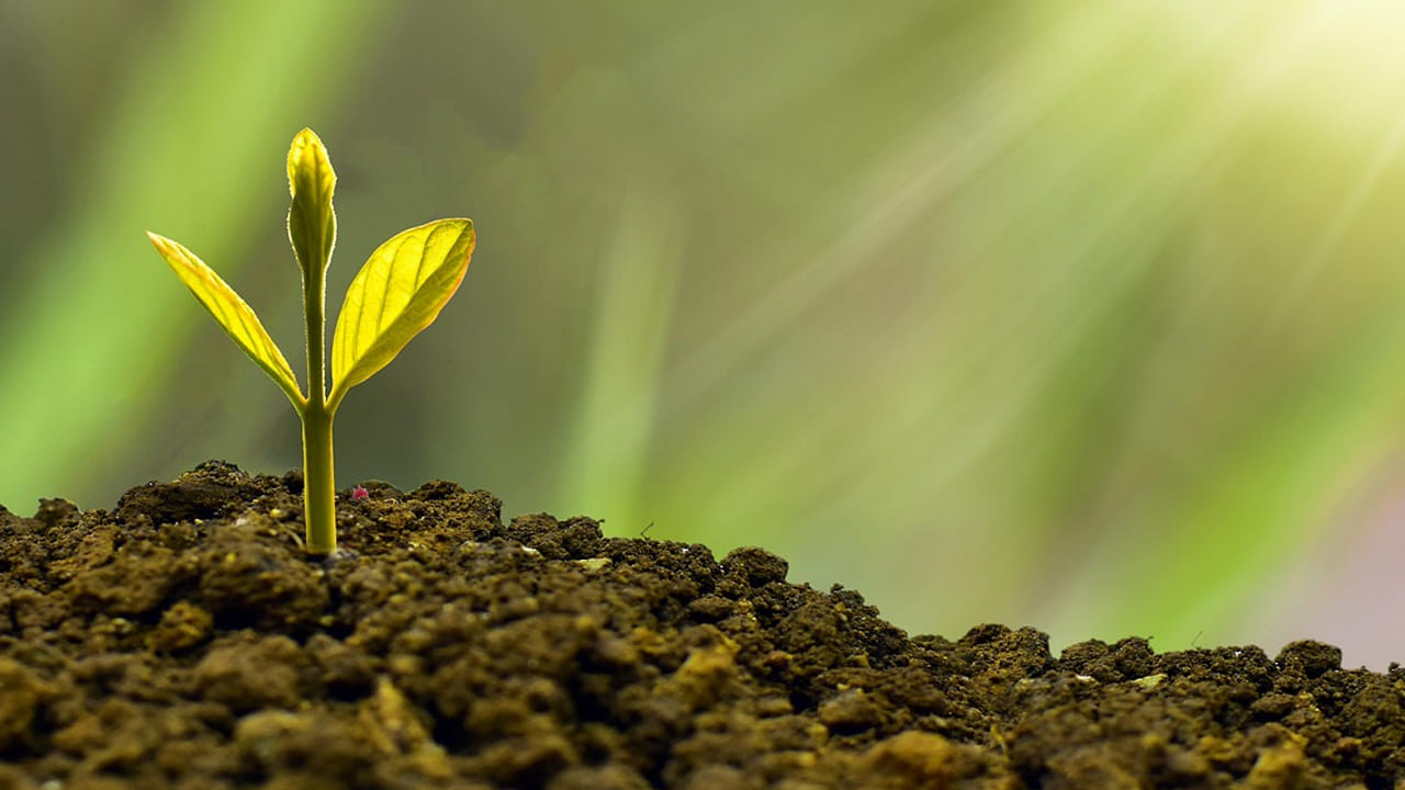 నీరు పెట్టడం : వేసవి కాలంలో ఉదయం కానీ మధ్యాహ్నం కానీ మొక్కలకు నీరు పట్టాలి. ఇంకా వీటి చుట్టూ చెత్త వేస్తే ఇంకా  తేమ ఆరిపోకుండా ఉంటుంది. 